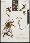 Foto von Salix nummularia Andersson